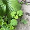 redecor-img