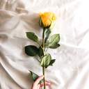 redecor-img