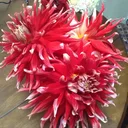 redecor-img