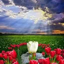 redecor-img