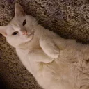 redecor-img