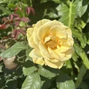 redecor-img