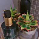 redecor-img