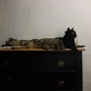 redecor-img